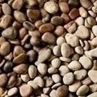 Scottish Pebbles 20-30mm Decorative Aggregate, Bulk Bag